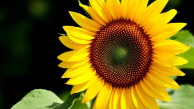 sunflower 2